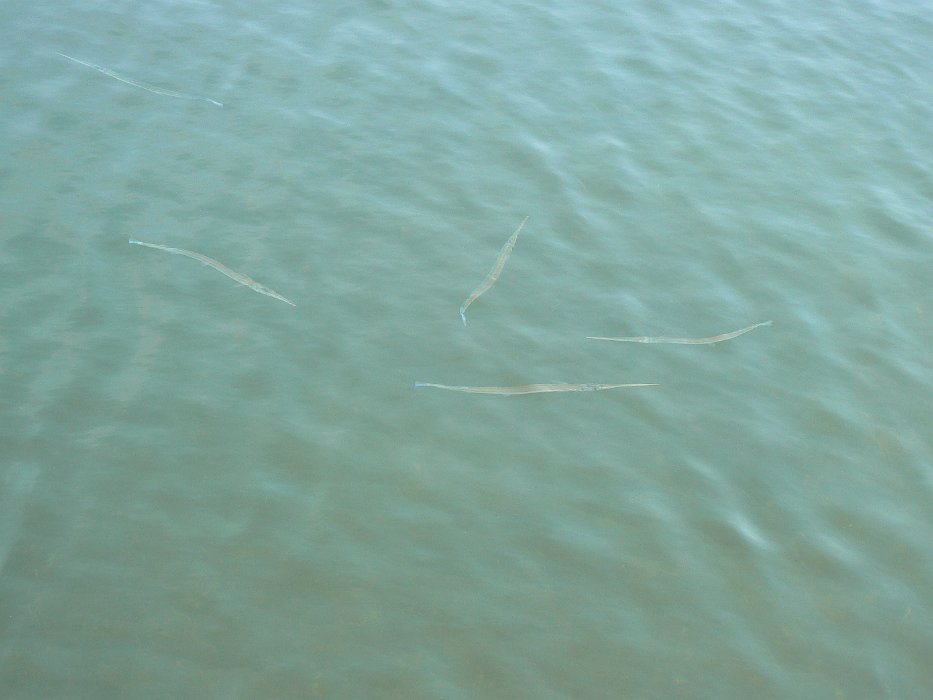 7-Needle Fish_TYC-2.jpg